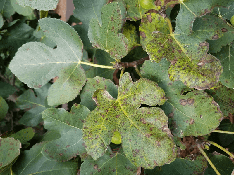 Rake Up Fallen Fig Leaves and Old Fruit