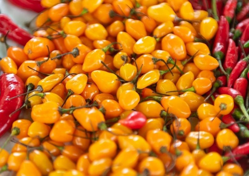 Datil Pepper Hot Sauce
