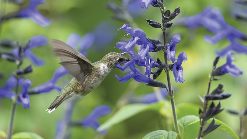 Salvia and Sage Varieties