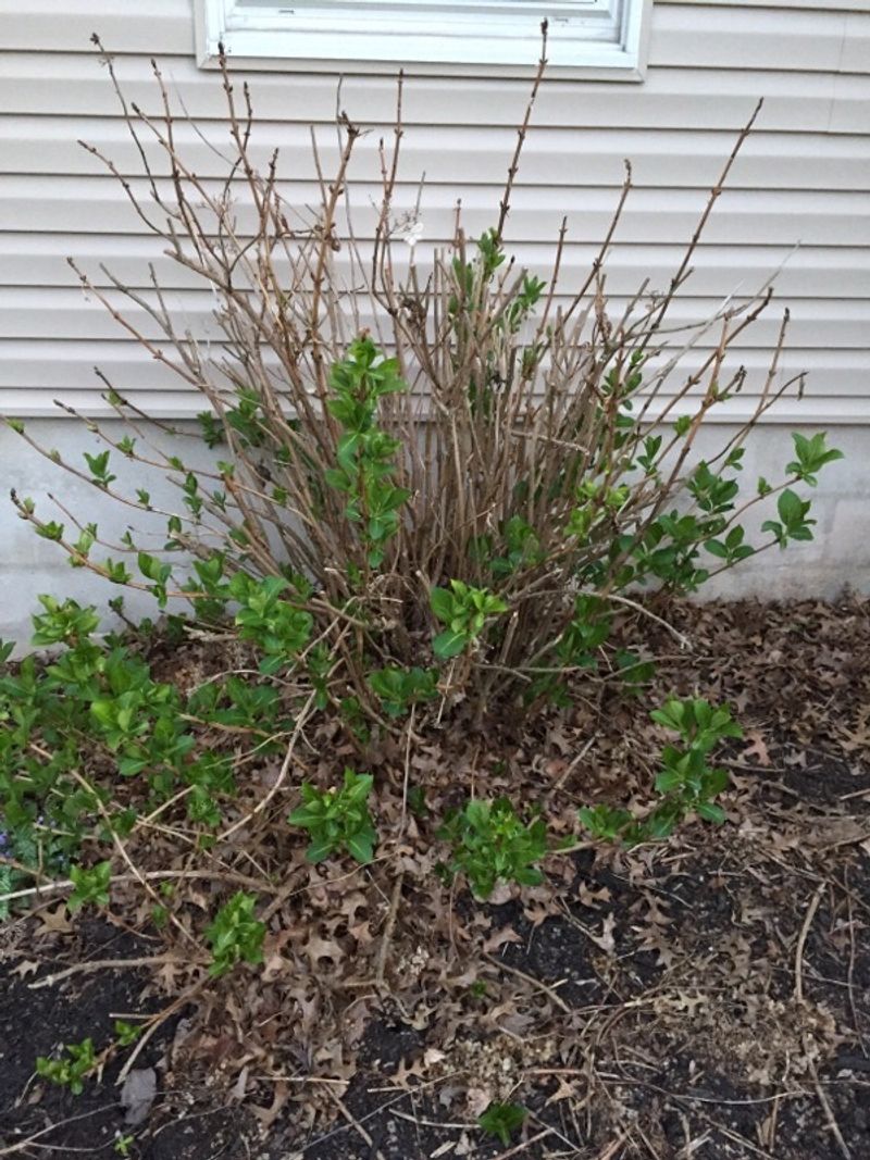 Ignoring winter dieback before you make the first cut