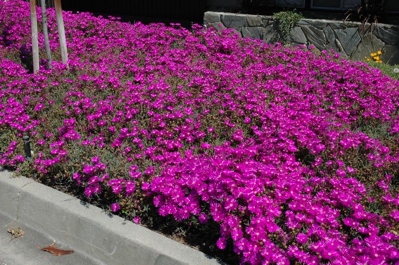 Hardy Ice Plant (Delosperma)