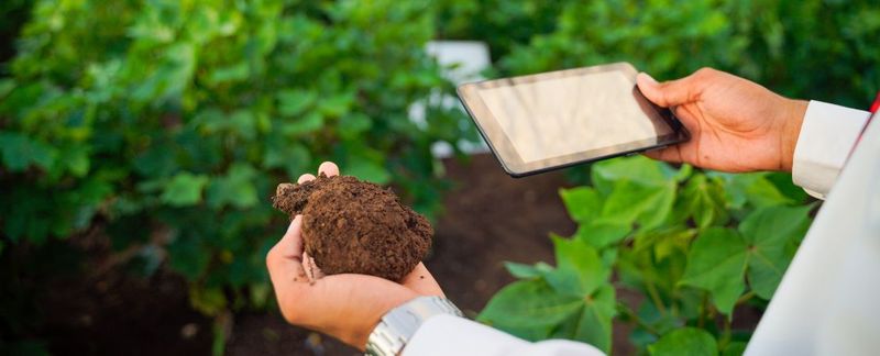 Diagnose before you reach for fertilizer