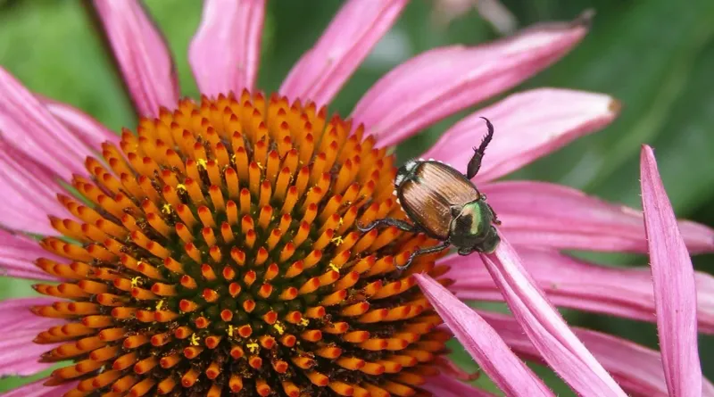 Monitor and Manage Pests