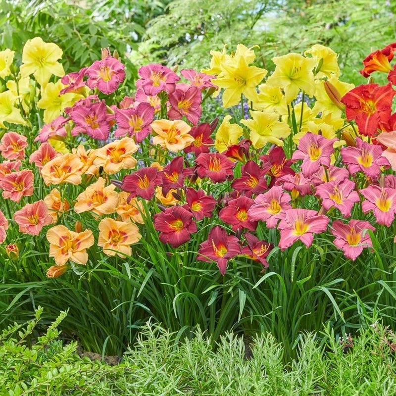 Daylilies