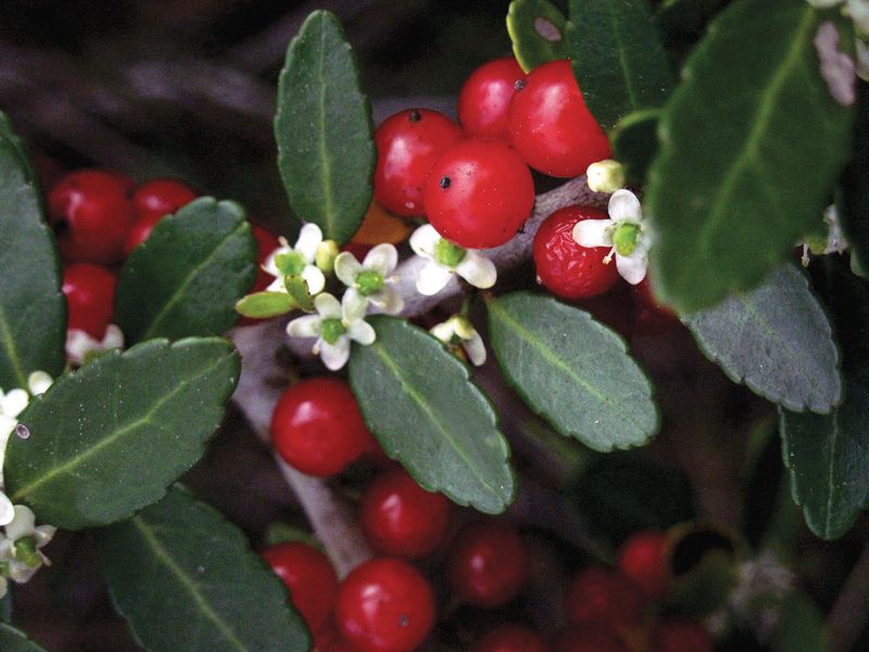 Yaupon Holly (Ilex vomitoria)