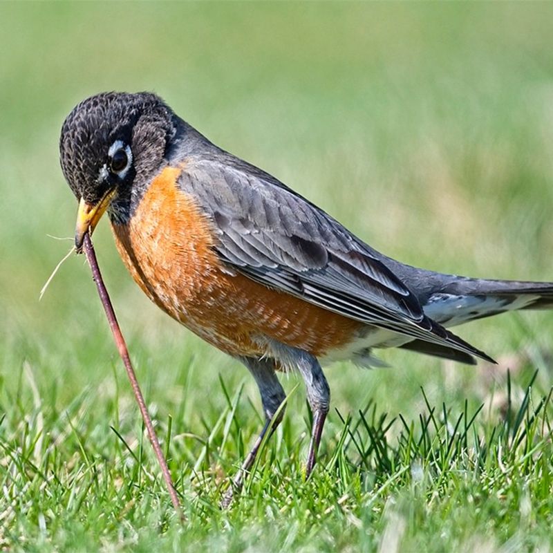 Robins