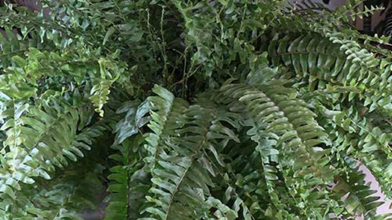 Rinse the foliage to reduce exposed pests