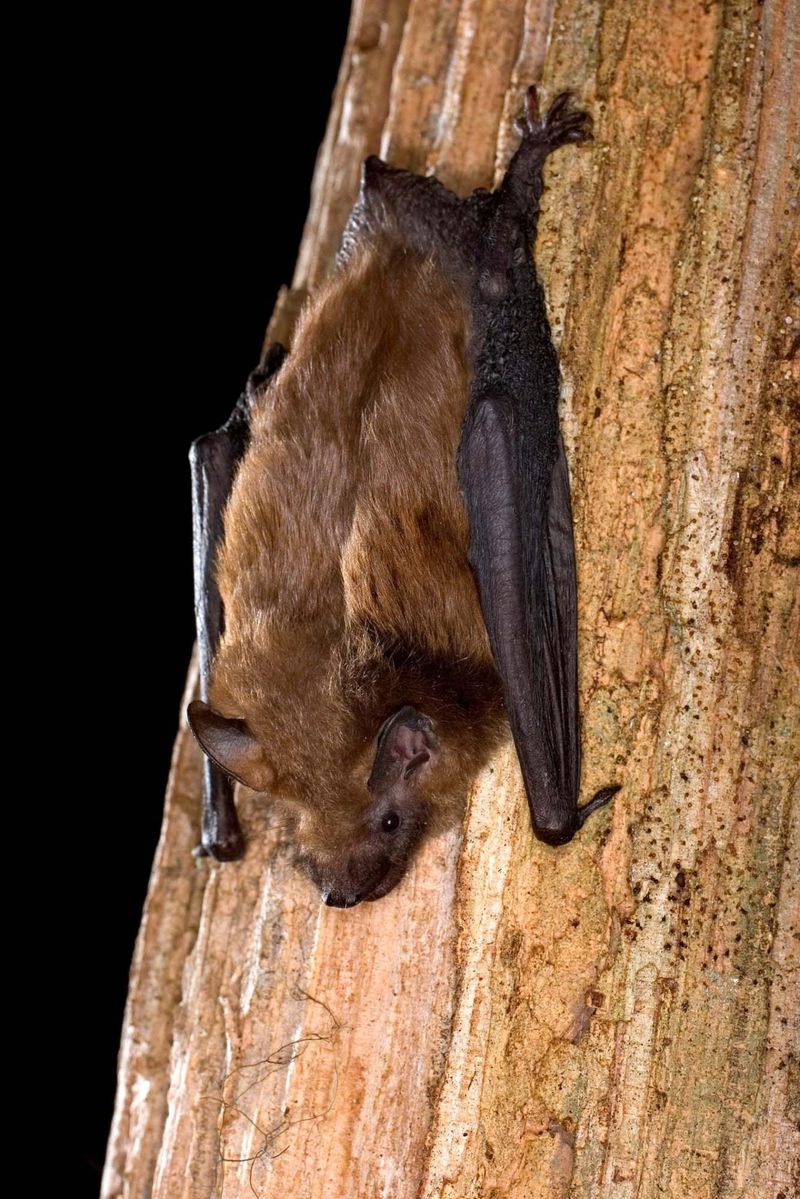 What Your Yard May Be Offering Bats