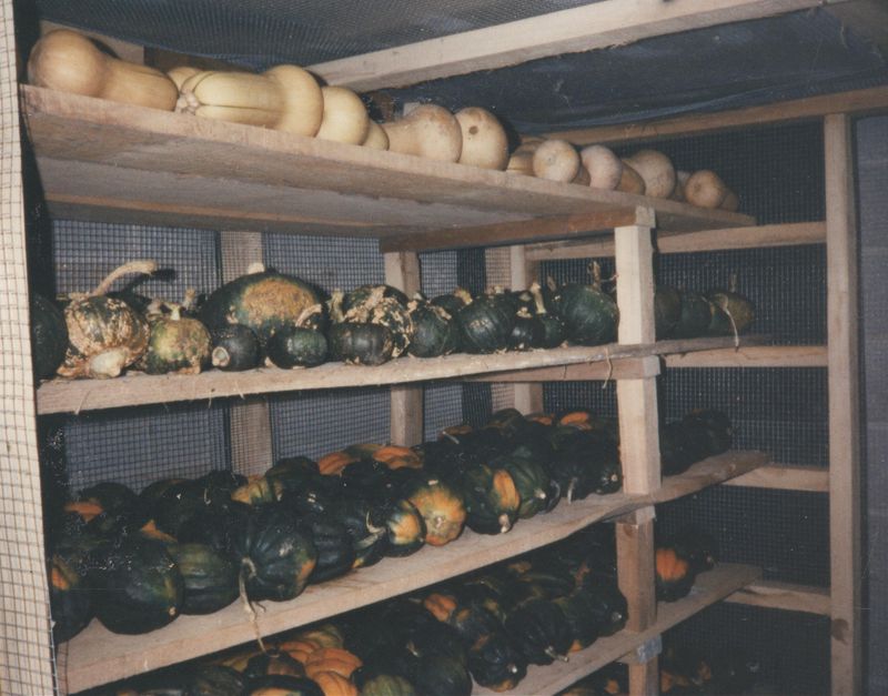 Storing Bruised or Blemished Squash With Healthy Ones