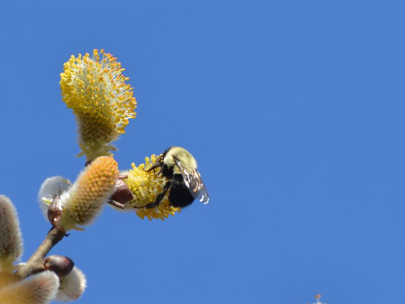 Only new queens overwinter and start colonies in spring