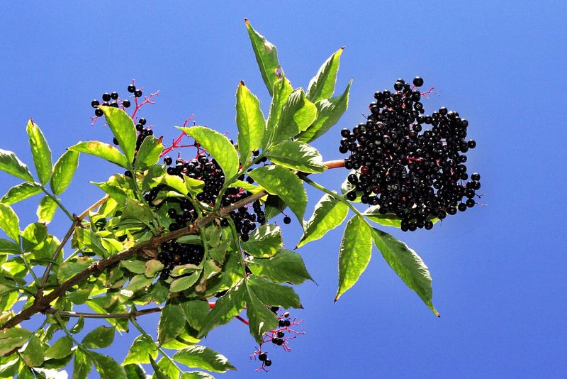 Elderberry (Sambucus canadensis)