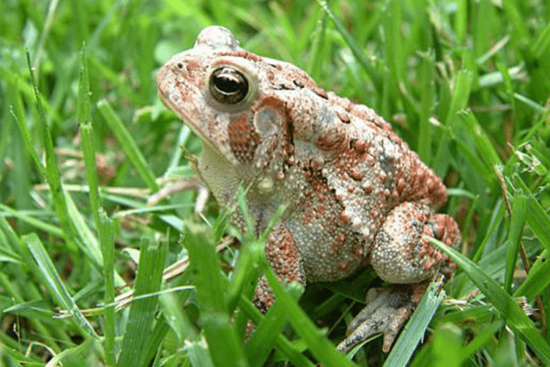 North Carolina has several possible garden visitors