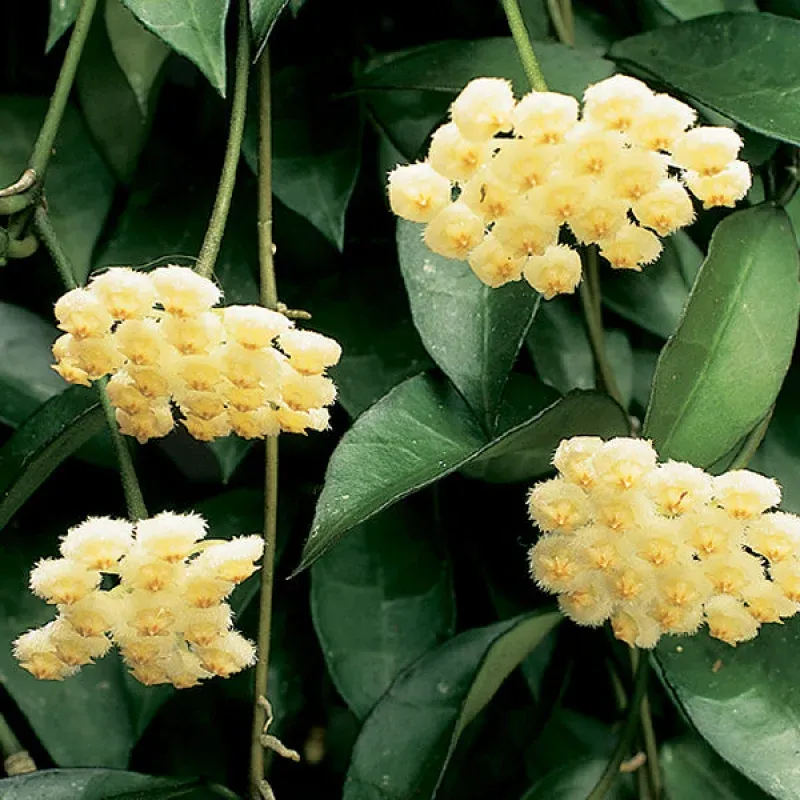 Hoya lacunosa