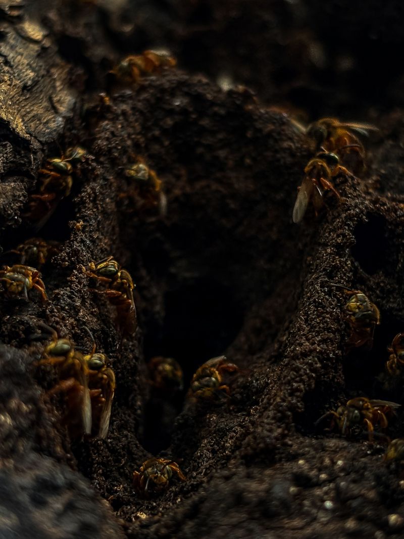 Nests Mature Underground In Loose Southern Soil