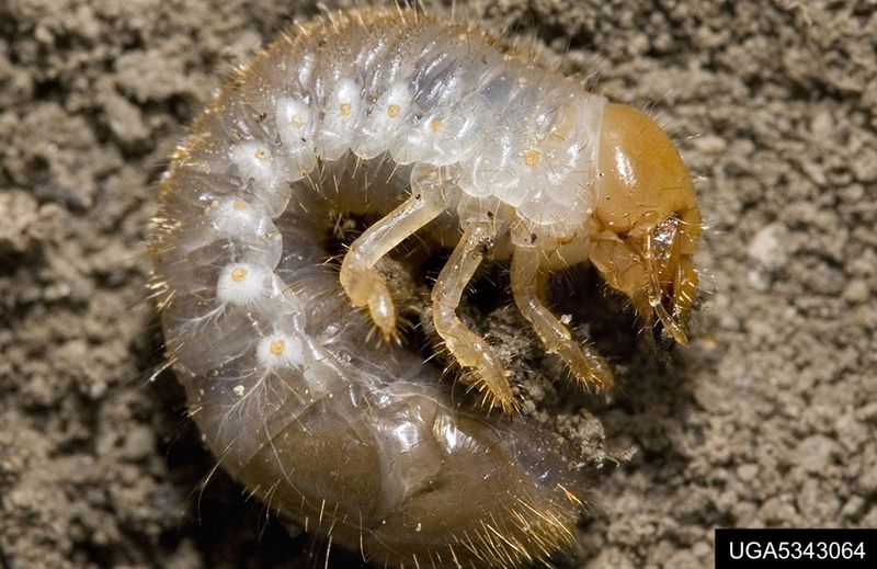 The beetle’s next stage remains underground