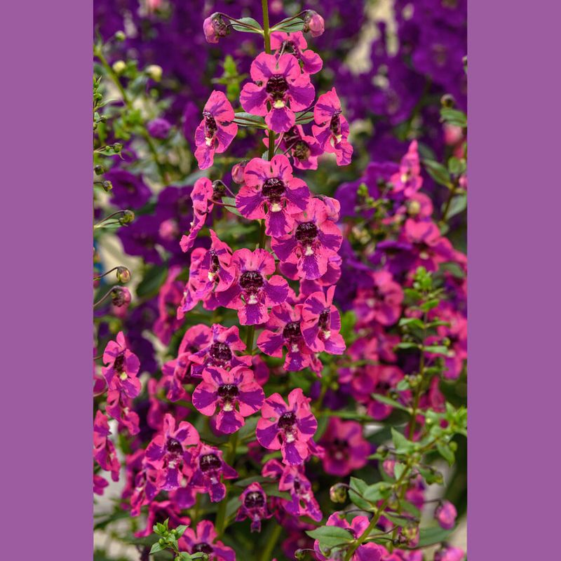 Angelonia