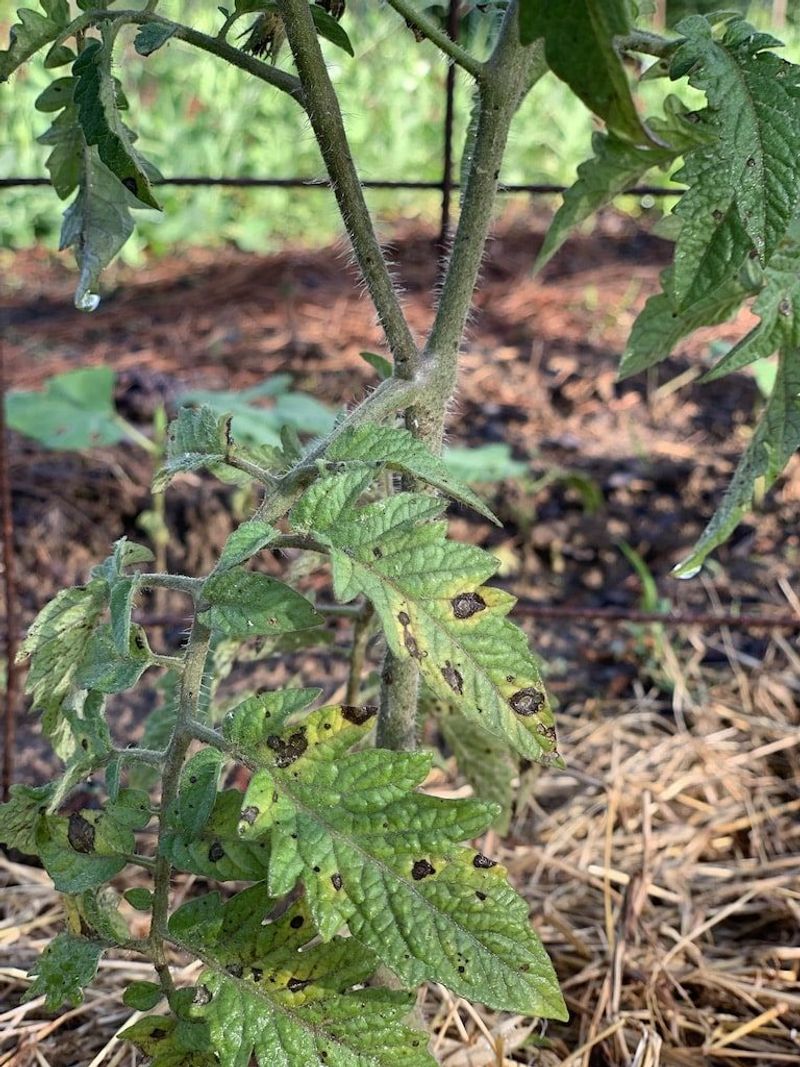 Read The Leaves Before You Reach For Fertilizer