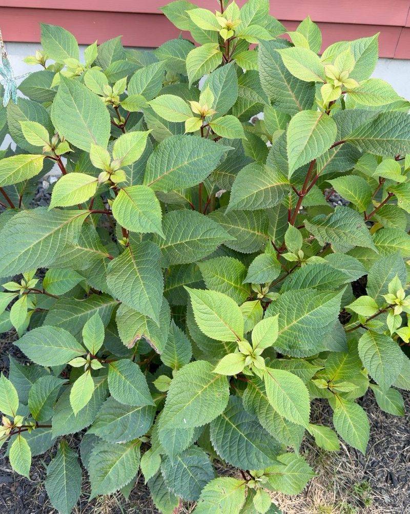 Winter can damage buds even if you did not prune