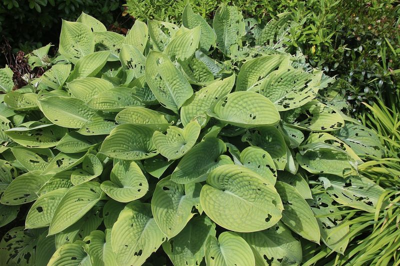 Spiky Slug Barrier Around Hostas and Lettuce