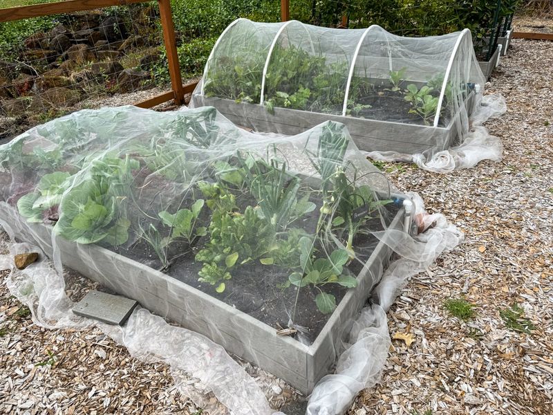 Exclude egg-laying moths and check plants regularly