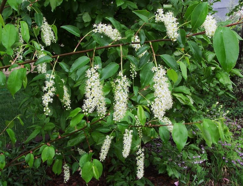 Black cherry offers a spring bloom, not a season-long one