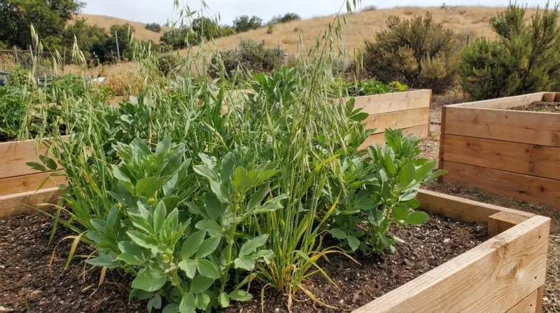 Sow a Cover Crop in Empty Vegetable Beds