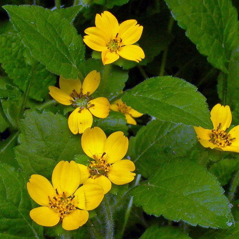 Green-and-Gold (Chrysogonum virginianum)