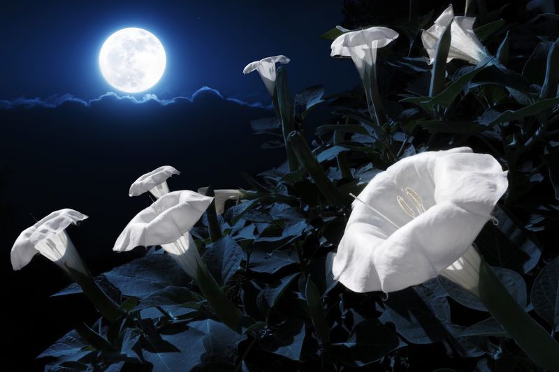 Grow the evening effect with realistic expectations