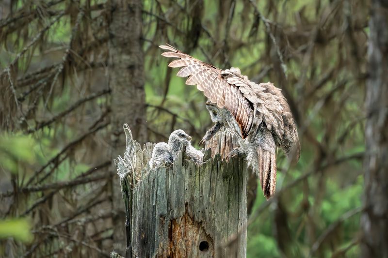 The Yard Matters as Part of a Larger Habitat Mosaic