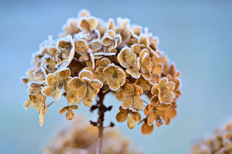 Protect from Harsh Winters and Late Frosts