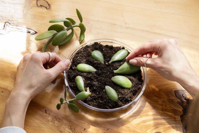 Move the leaves onto rooting medium