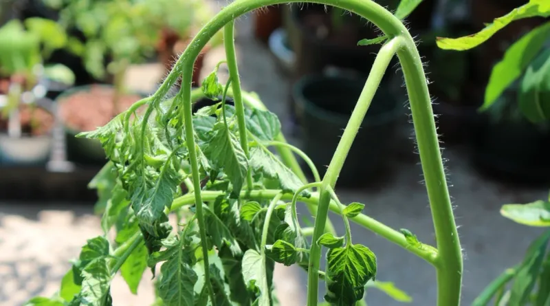Overwatering
