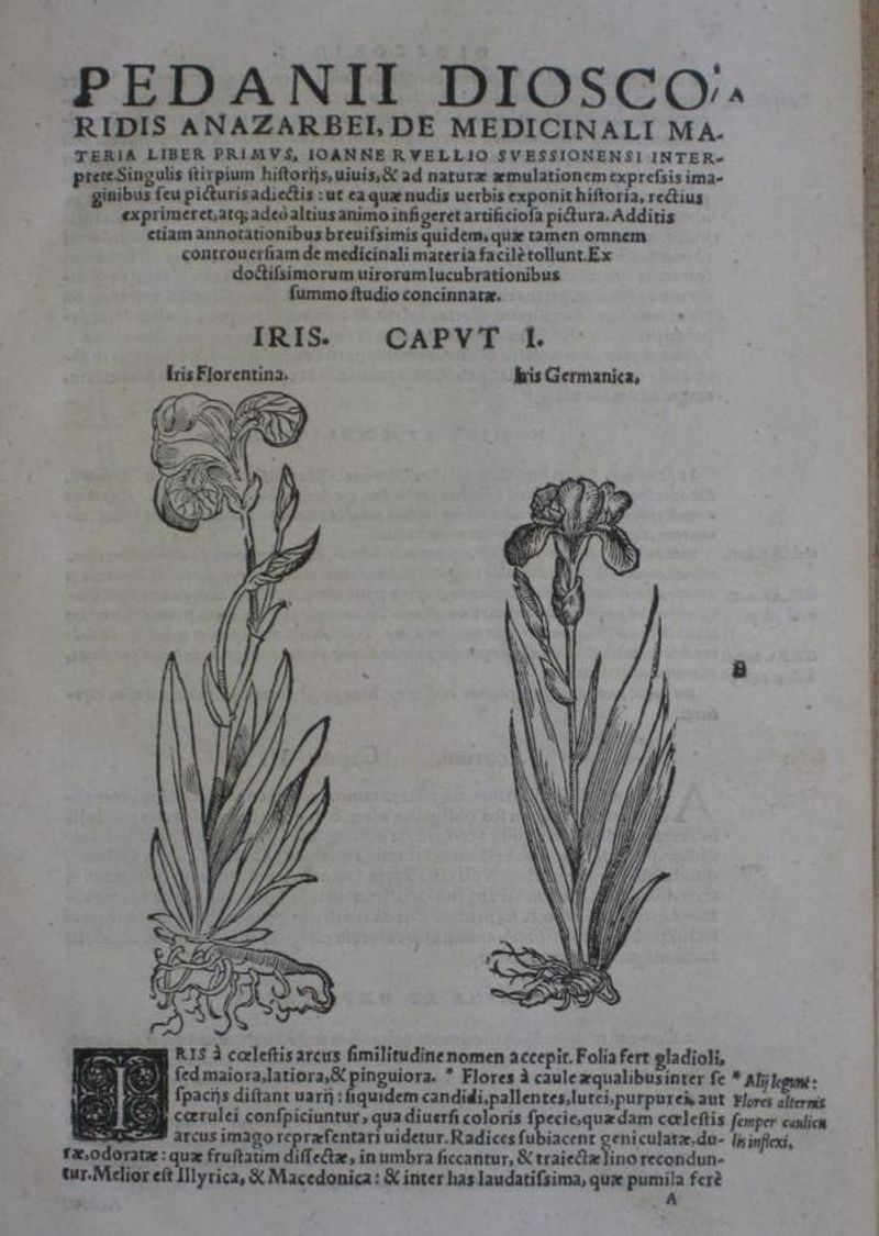 Greek Sources Connected Sage With Medicine and the Gods