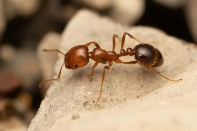 Ants can narrow the question, but not settle it
