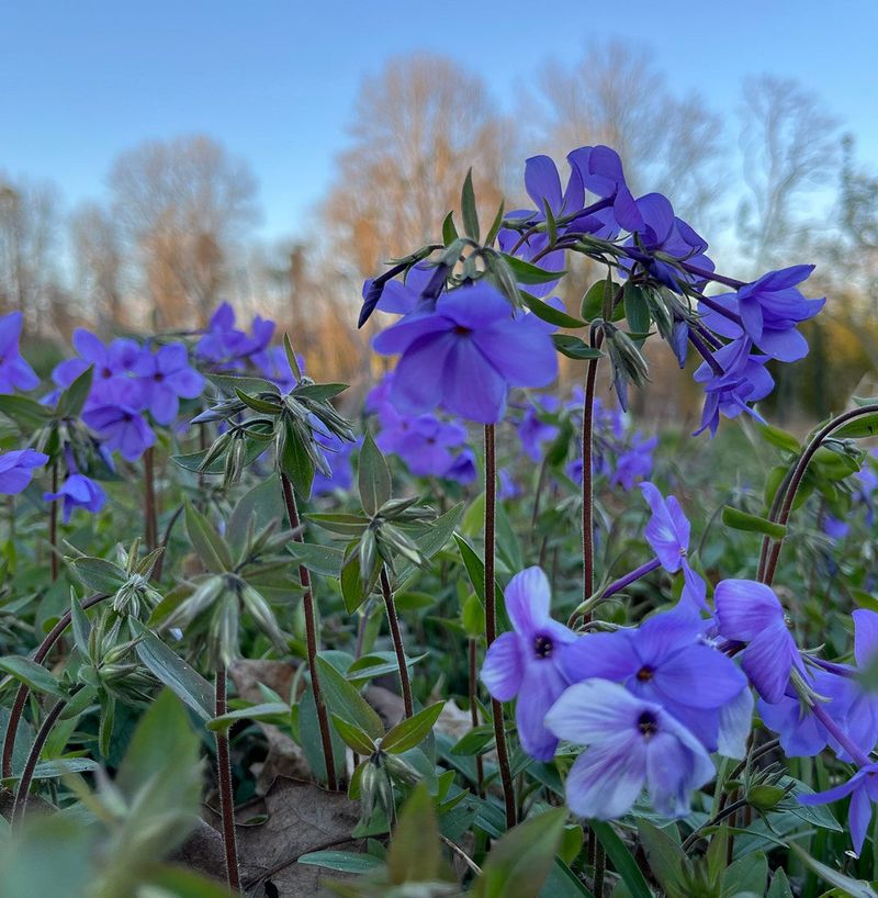 A mixed native planting may suit a harder slope