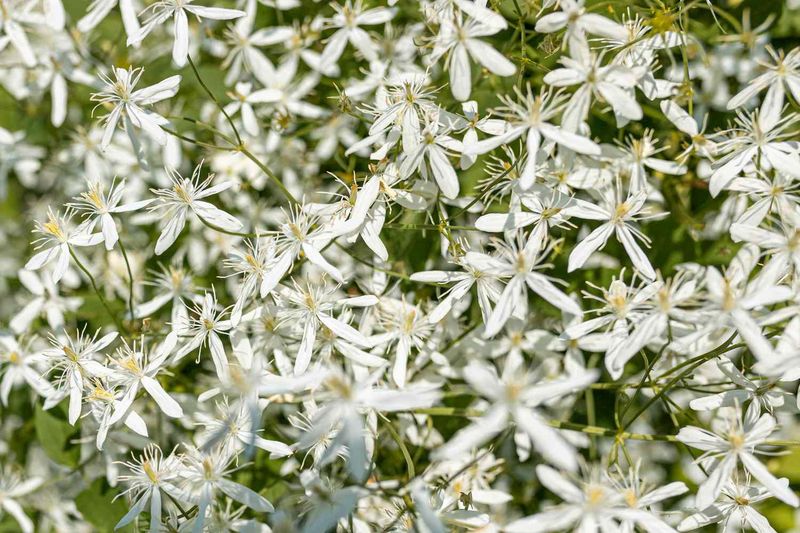 Sweet Autumn Clematis (Clematis terniflora)