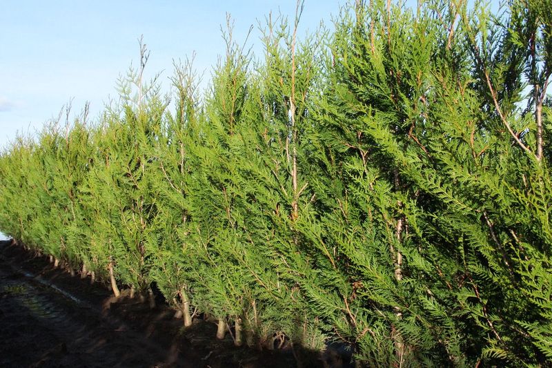 Virescens Western Red Cedar