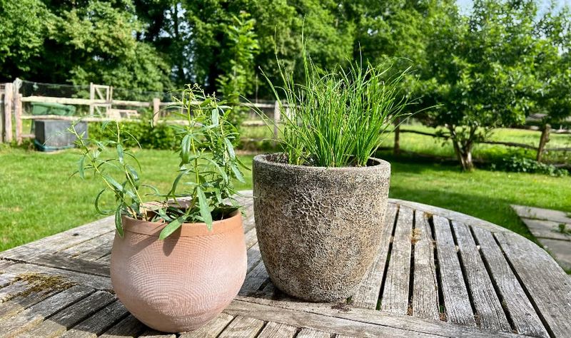 Use garlic chives as an optional ally, not a shortcut