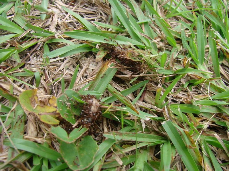 Green Pellets (Frass)
