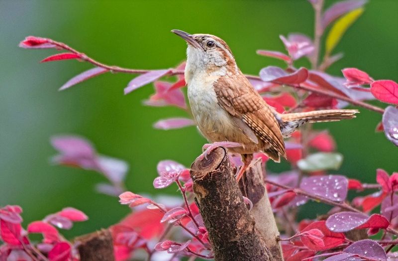 Wrens