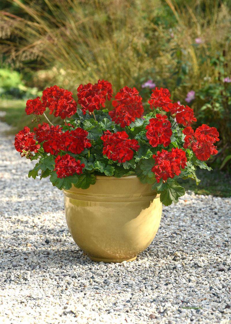 Geranium (Pelargonium)