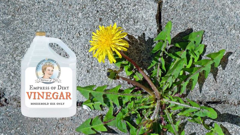 Avoid salt and unproven vinegar mixtures