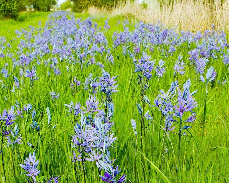 Camassia
