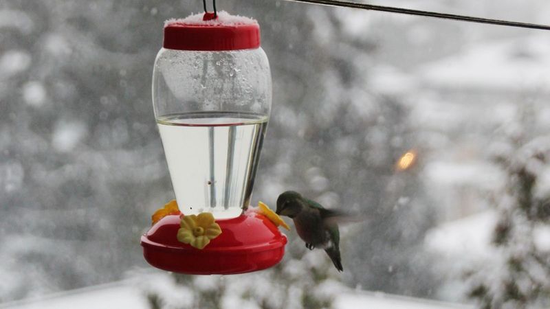Cold Weather and Early Spring Nectar (The 1:3 Energy Boost)