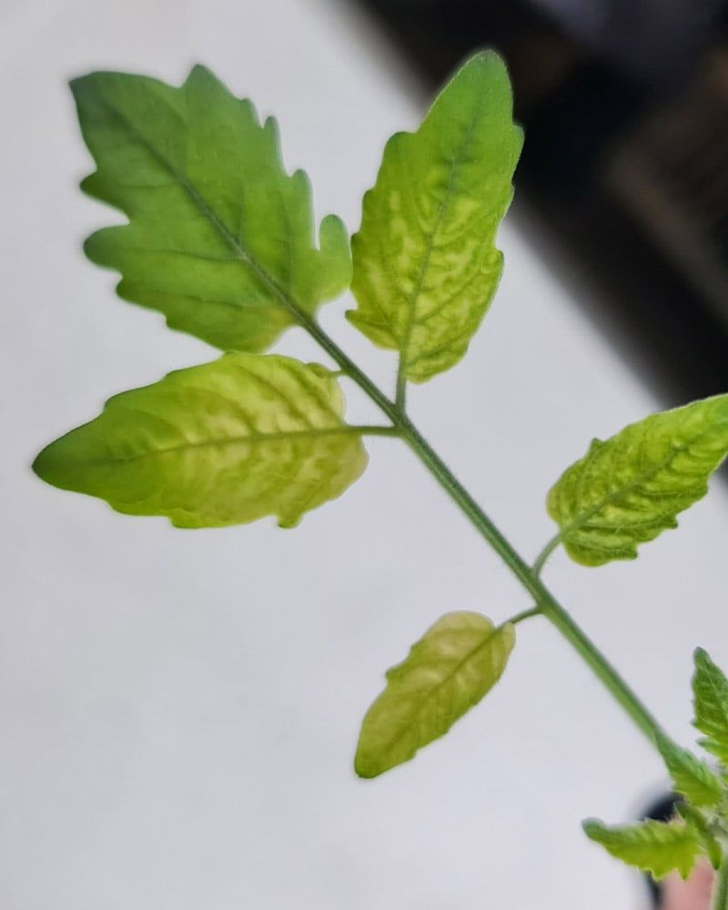 Calcium or Magnesium Deficiency