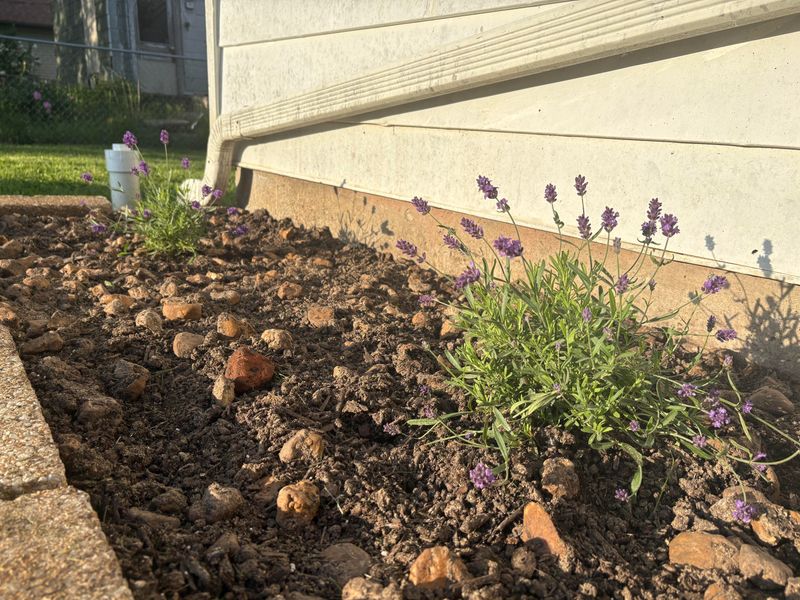 Start with the soil, not a pruning ritual