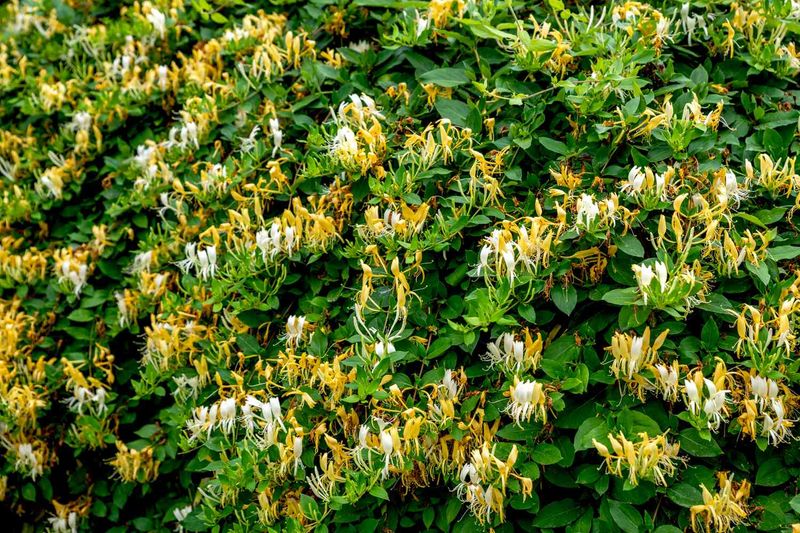 Japanese Honeysuckle