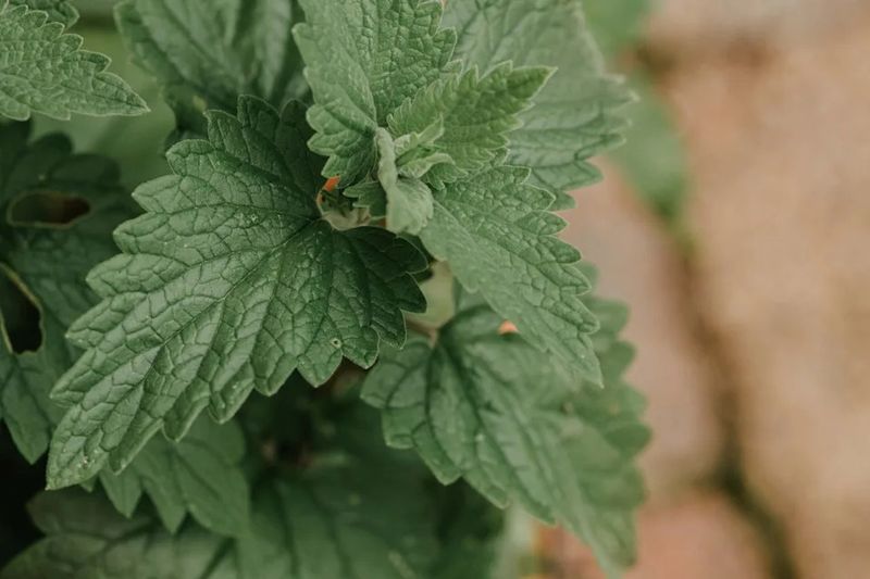 A catnip plant is not a patio repellent