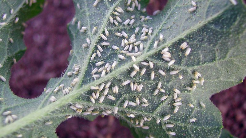 Whitefly Feeding