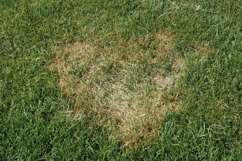 Brown patches can have many causes besides focused sunlight